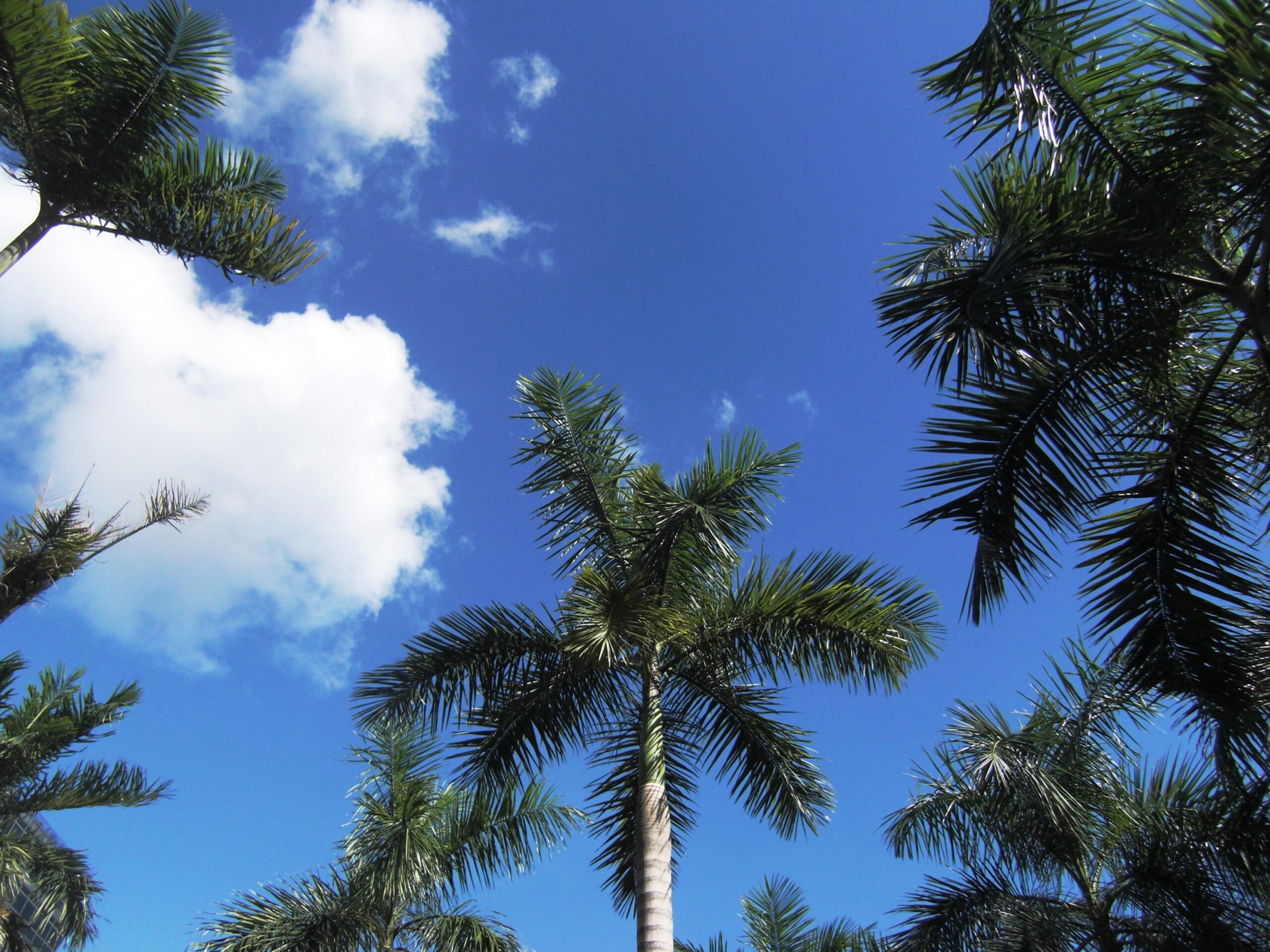 セブのイメージ